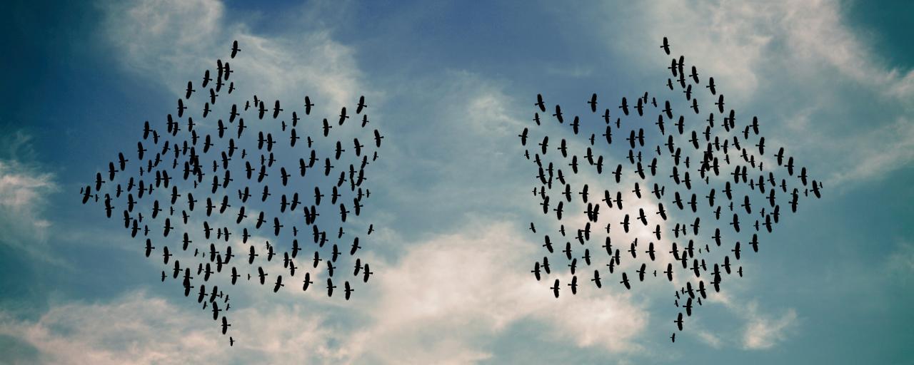 Two flocks of birds in two different directions